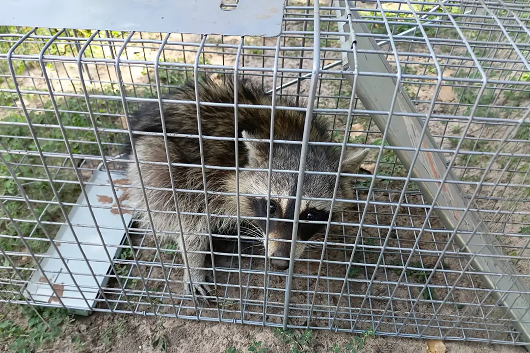 A raccoon sits inside a cage on the ground.
